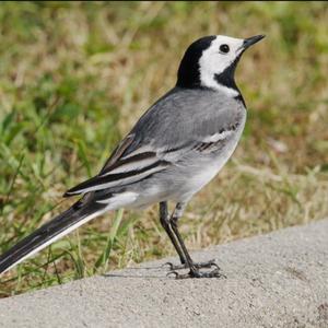 White Wagtail