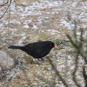 Eurasian Blackbird