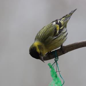 Eurasian Siskin