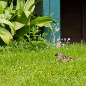 White-crowned Sparrow