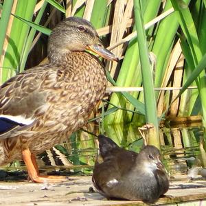 Common Moorhen