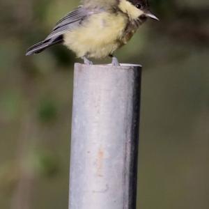 Great Tit