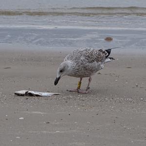 Herring Gull