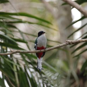 Cuban Trogon