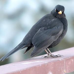 Eurasian Blackbird