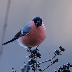 Eurasian Bullfinch