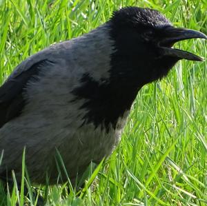 Hooded Crow