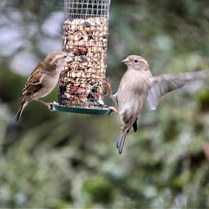 House Sparrow