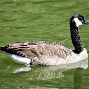 Canada Goose