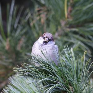 House Sparrow