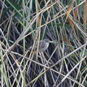 Eurasian Reed-warbler