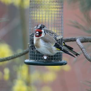 European Goldfinch