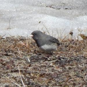 Dark-eyed Junco