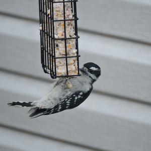 Downy Woodpecker