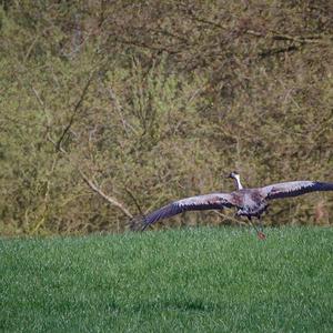 Common Crane