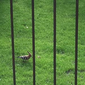 Eurasian Hoopoe