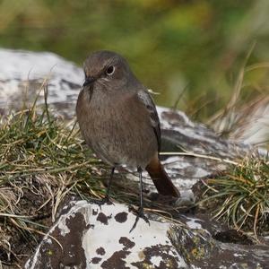 Black Redstart