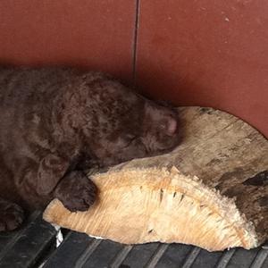 Retriever (Chesapeake Bay)