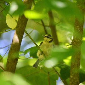 Blue Tit