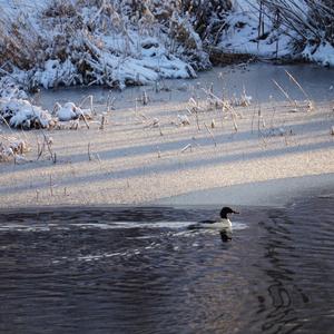 Common Merganser