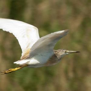 Squacco Heron