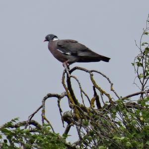 Common Wood-pigeon