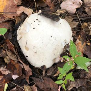 Giant Puffball