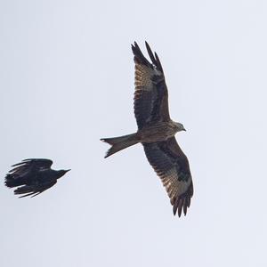 Red Kite