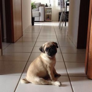 Pug