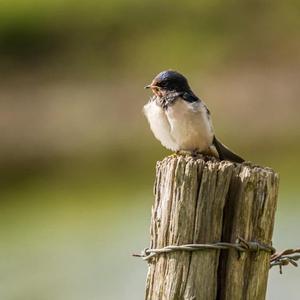 Barn Swallow