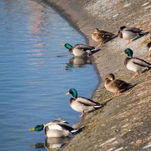 Mallard