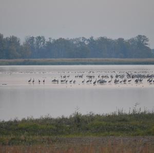 Common Crane