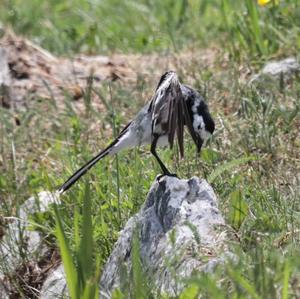 White Wagtail