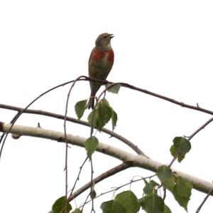 Eurasian Linnet