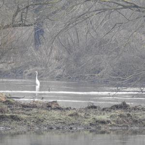 Great Egret