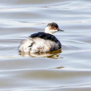 Black-necked Grebe