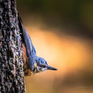 Wood Nuthatch