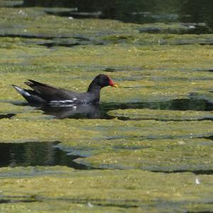 Common Moorhen