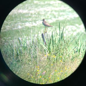 Common Redshank