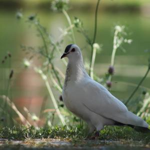 Rock Pigeon