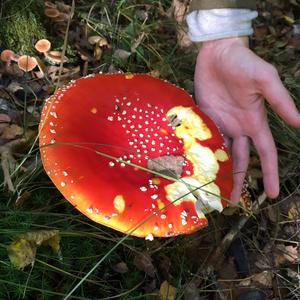 Fly Agaric