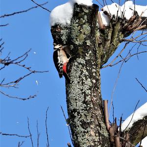 Great Spotted Woodpecker