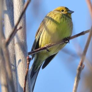 Yellowhammer