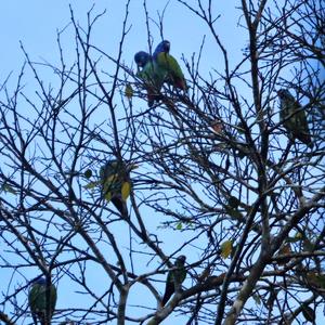 Blue-headed Parrot