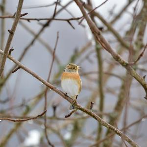 Brambling