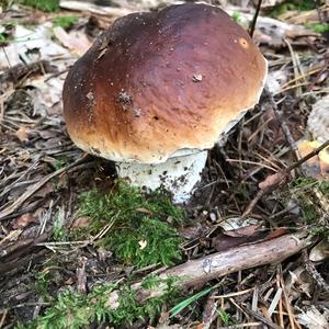 King Bolete