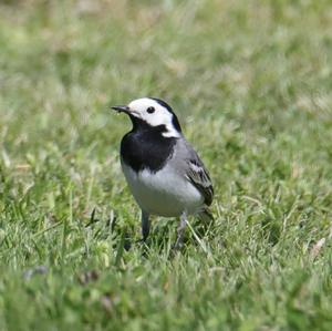 White Wagtail