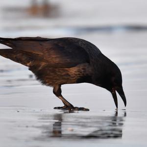 Hooded Crow