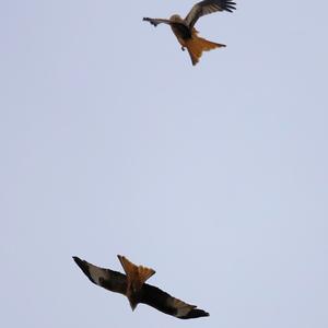 Red Kite