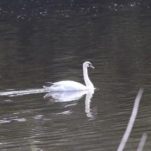 Mute Swan